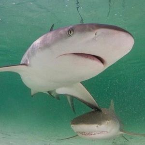 Meet your Posher, Clay